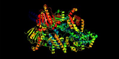 A 3D ribbon model of a protein molecule.