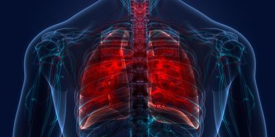3D illustration of human lungs and trachea.
