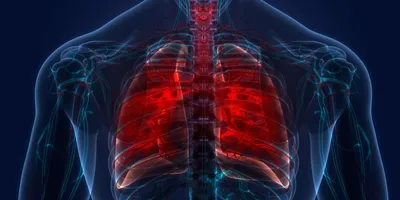 3D illustration of human lungs and trachea.