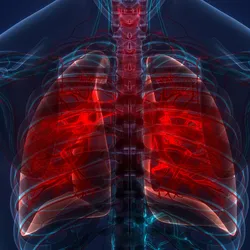 3D illustration of human lungs and trachea.