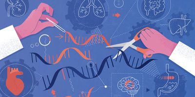An abstract vector illustration depicting the concept of genetic engineering affecting human organs, like the heart, kidneys, intestines, liver, brain, and stomach.