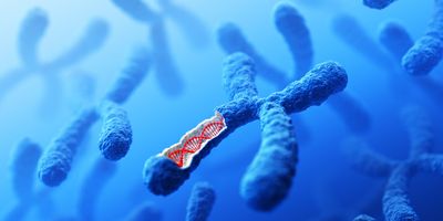 A graphical representation of a chromosome dissected to reveal a DNA double helix.