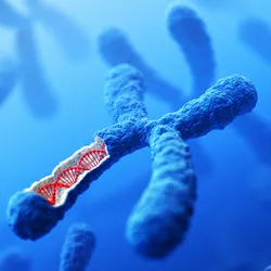 A graphical representation of a chromosome dissected to reveal a DNA double helix.
