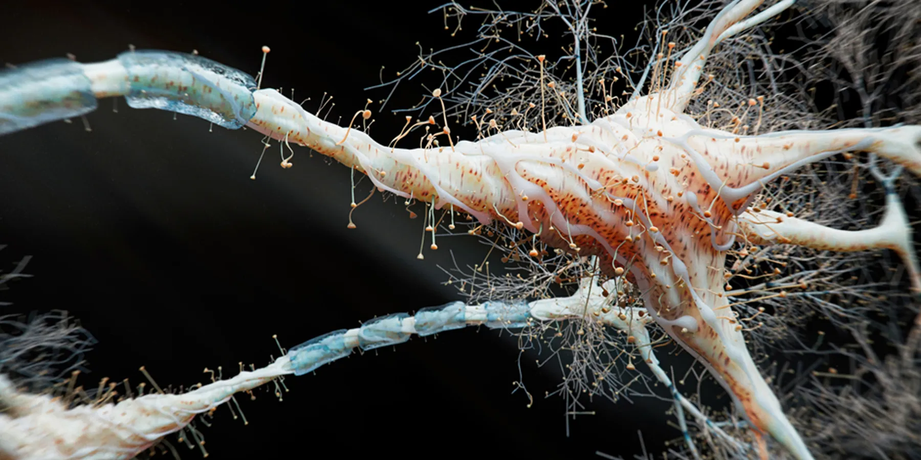 3D-rendered image of a human neuron network with myelin sheath on a black background.