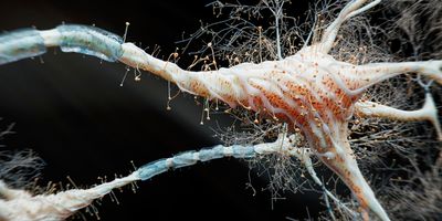 3D-rendered image of a human neuron network with myelin sheath on a black background.
