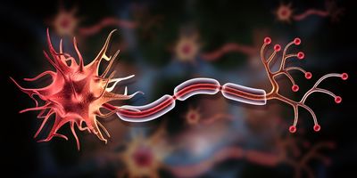 3D illustration of a nerve cell with myelinated axons and dendrites.