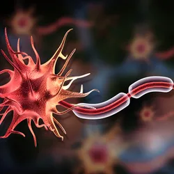 3D illustration of a nerve cell with myelinated axons and dendrites.