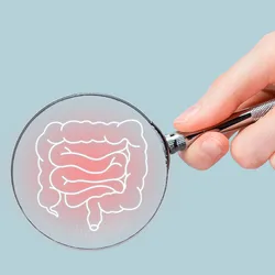 A person holds a magnifying lens to a vector illustration of the human intestines and excretory system.