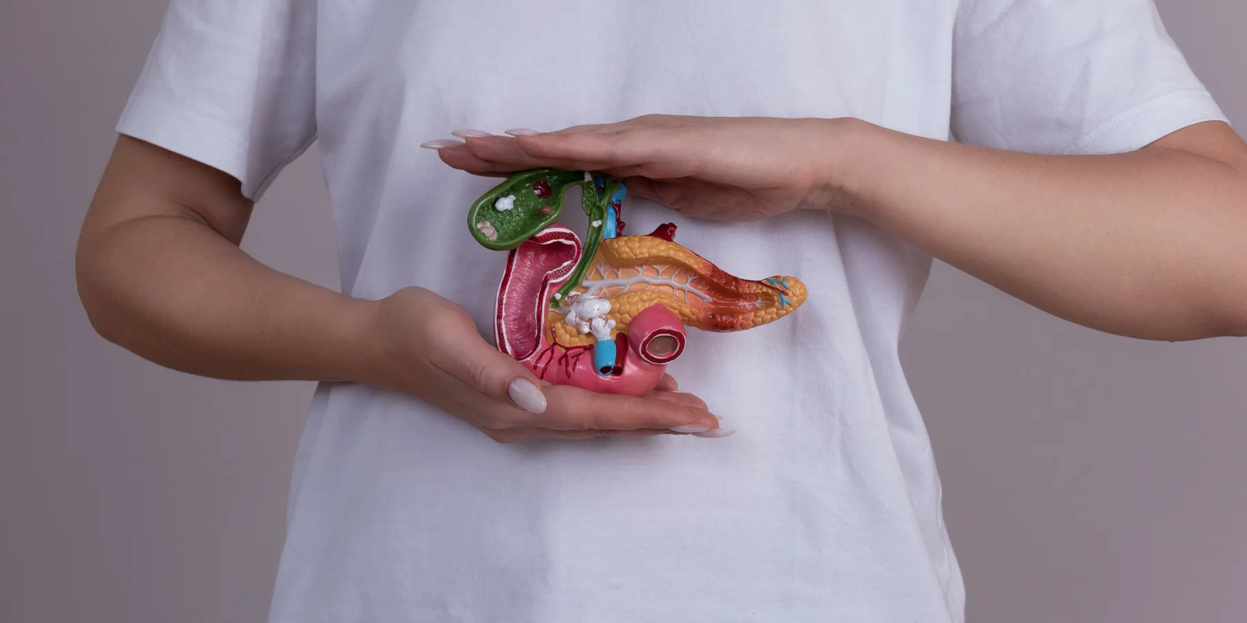 personalizing-enzyme-therapy-to-improve-pancreatitis-in-kids A person holds a model of the human pancreas between two palms horizontally.