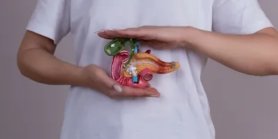 A person holds a model of the human pancreas between two palms horizontally.