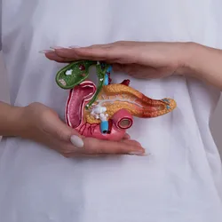 A person holds a model of the human pancreas between two palms horizontally.