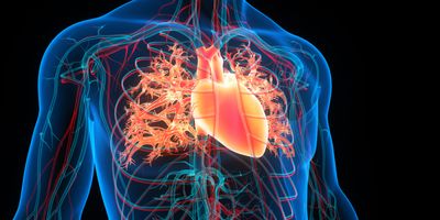 3D illustration of the human circulatory system with heart, veins, and arteries highlighted.