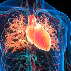 3D illustration of the human circulatory system with heart, veins, and arteries highlighted.