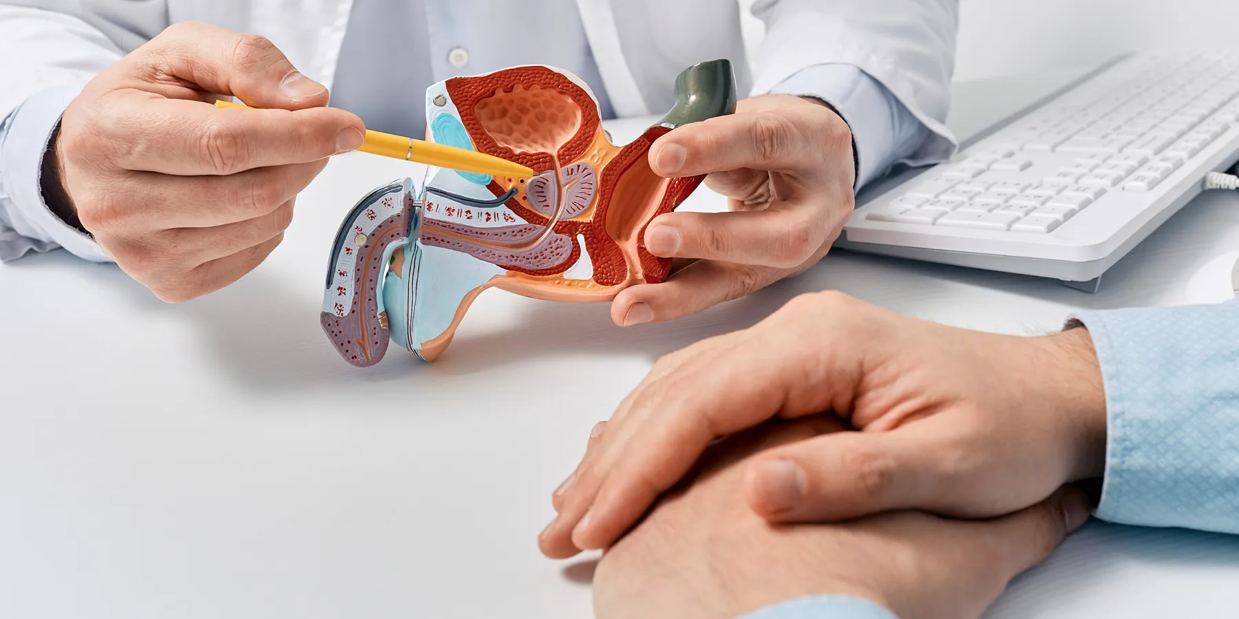 A clinician points to a model of the human prostate gland to a person out of frame but with their palms crossed on the desk beside a keyboard.