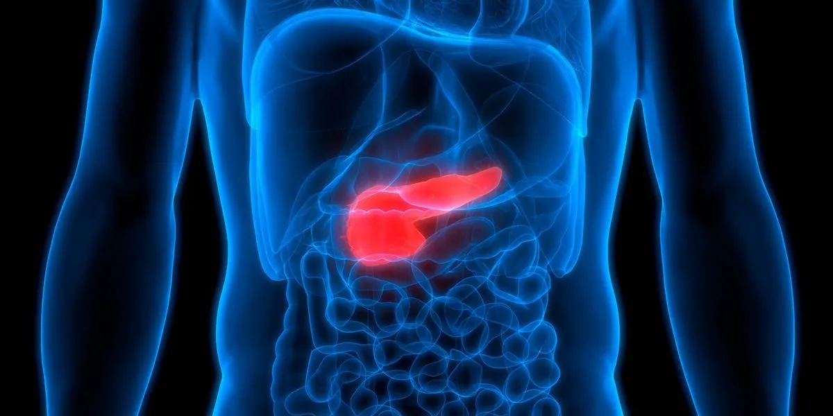  Illustration highlighting the location of the human pancreas inside a see-through rendering of the human body.