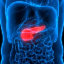  Illustration highlighting the location of the human pancreas inside a see-through rendering of the human body.