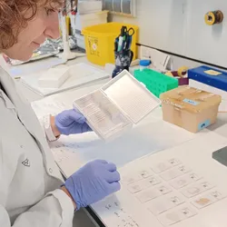 Photo of researchers at a lab bench at the Research Area on Neurological Diseases, Neuroscience, and Mental Health at the Sant Pau Research Institute