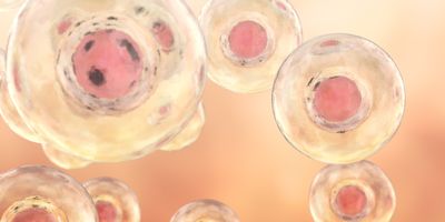 Illustration of transparent human placenta cells floating on an orange background.