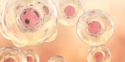 Illustration of transparent human placenta cells floating on an orange background.