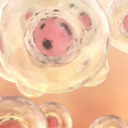 Illustration of transparent human placenta cells floating on an orange background.