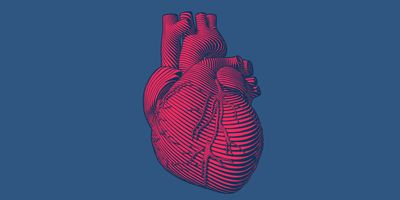 A line drawing of a human heart in the color red on a blue background.