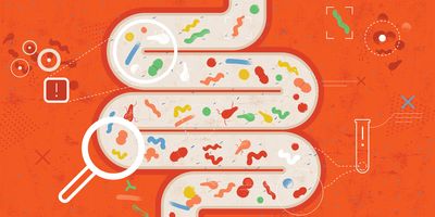 Illustration of a hand holding up a magnifying gut to a drawing of a human gut with colorful squiggly bacteria inside it representing C. difficile.