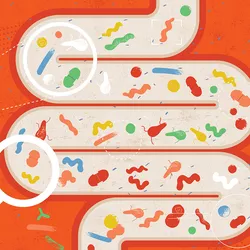 Illustration of a hand holding up a magnifying gut to a drawing of a human gut with colorful squiggly bacteria inside it representing C. difficile.