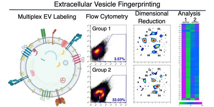Through EV Fingerprinting, researchers fluorescently label EVs and detect them with flow cytometry. Dimensional reduction and clustering of 20 fluorescent features yields distinct EV populations that can be quantitatively analyzed across groups or conditions, enabling the characterization of population changes, such as relative size, lipid composition, cargo expression, and abundance. 