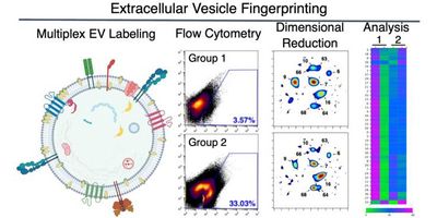 Through EV Fingerprinting, researchers fluorescently label EVs and detect them with flow cytometry. Dimensional reduction and clustering of 20 fluorescent features yields distinct EV populations that can be quantitatively analyzed across groups or conditions, enabling the characterization of population changes, such as relative size, lipid composition, cargo expression, and abundance. 