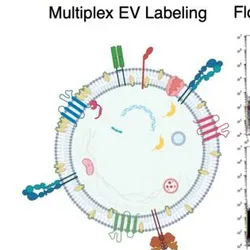 Through EV Fingerprinting, researchers fluorescently label EVs and detect them with flow cytometry. Dimensional reduction and clustering of 20 fluorescent features yields distinct EV populations that can be quantitatively analyzed across groups or conditions, enabling the characterization of population changes, such as relative size, lipid composition, cargo expression, and abundance. 