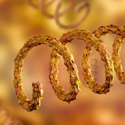 Image of a magnified spiral syphilis bacterium