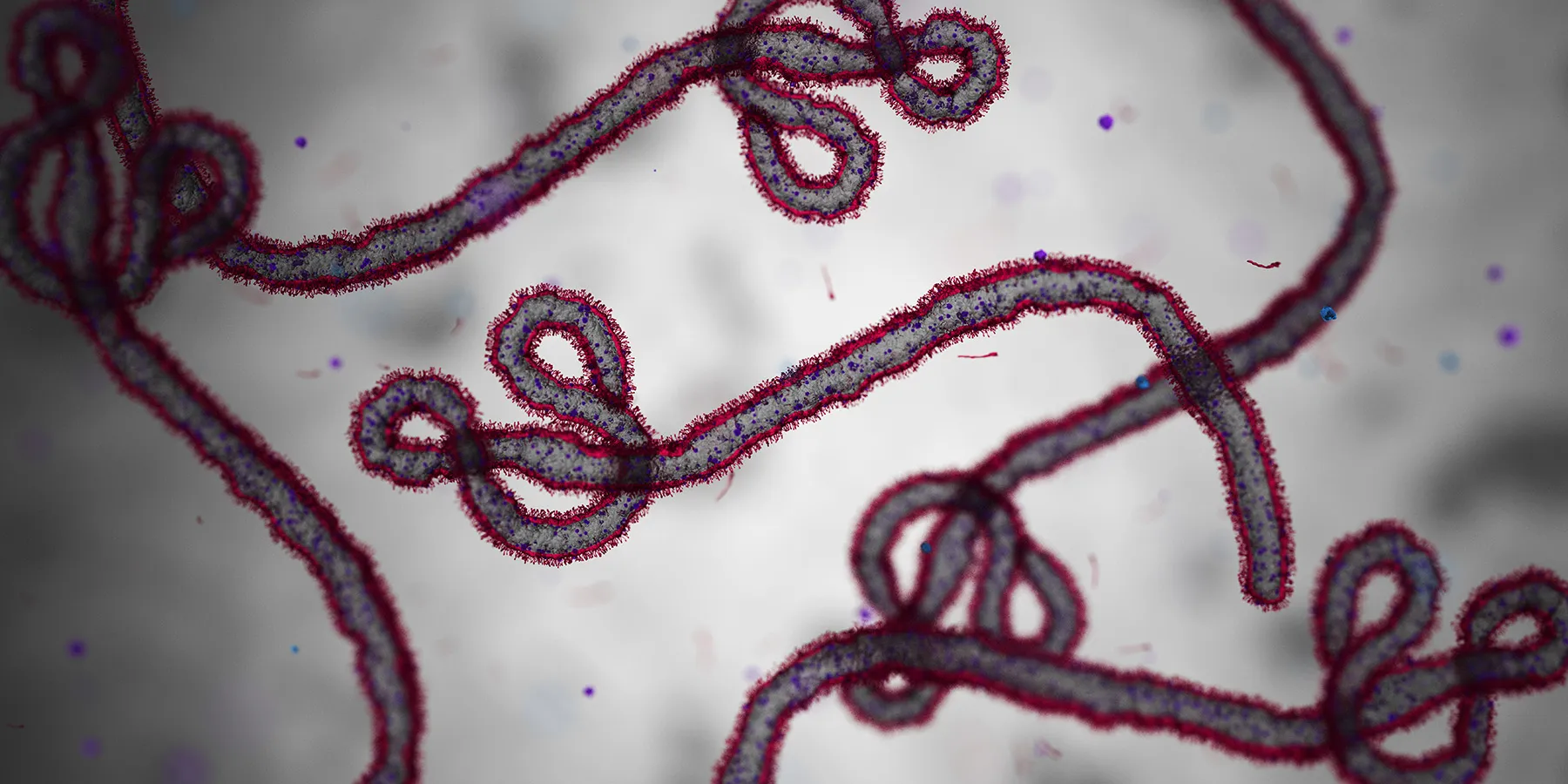 Photo of Ebola virus cells.