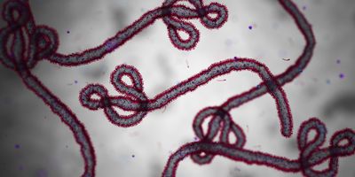 Photo of Ebola virus cells.