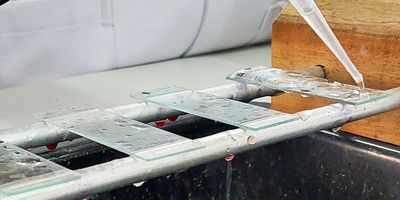 Photo of a clinical lab professional pipetting liquid onto prostate cancer samples on glass slides.