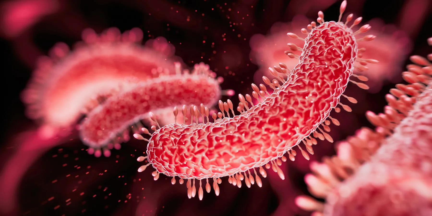Illustration of red bacterial pathogens on a black background.