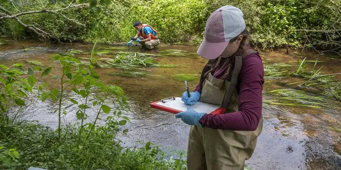 Heidi Pickard conducts fieldwork in the Santuit River on Cape Cod (Photo Credit:  M. Salerno, URI STEEP Superfund Research Program)