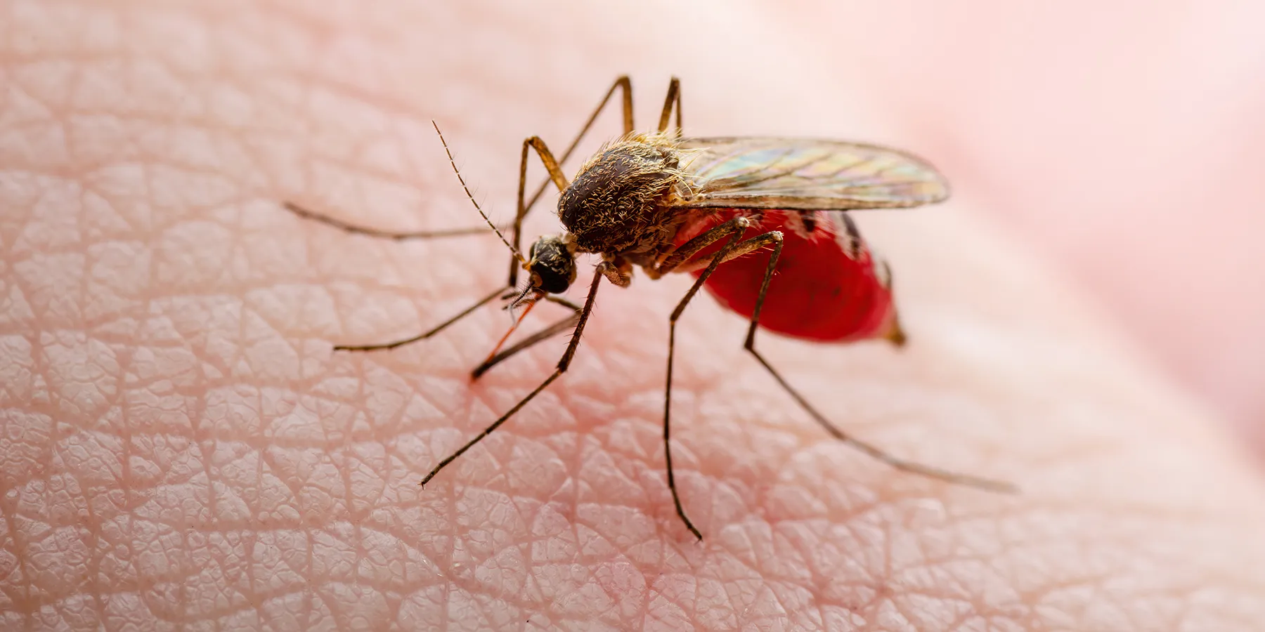 Photo of a mosquito carrying parasites that cause tropical disease on the skin of a human.