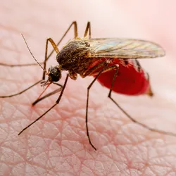 Photo of a mosquito carrying parasites that cause tropical disease on the skin of a human.