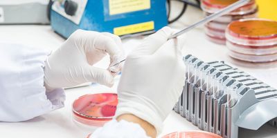  Close up photo of the hands of a laboratory scientist wearing white gloves and working on a bacterial culture in a biological safety cabinet.