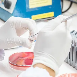  Close up photo of the hands of a laboratory scientist wearing white gloves and working on a bacterial culture in a biological safety cabinet.