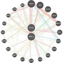 Of the many genes involved in rheumatoid arthritis and osteoporosis, the researchers identified two key genes, ATXN2L and MMP14, that are most strongly linked to both diseases.