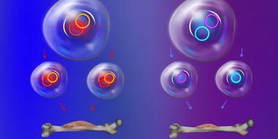 On the left, ecDNAs that link together to enhance cancer cell growth tend to be inherited together by daughter cells after cell division. On the right, in contrast, ecDNAs that are inherited randomly give more genetic variability but may be less likely to spur tumor growth.