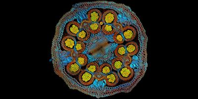Igor Siwanowicz of the United States was selected as the global winner for his striking cross-section image of a Cosmic Orange Mexican aster flower that vividly depicts pollen grains maturing inside anthers.