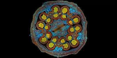 Igor Siwanowicz of the United States was selected as the global winner for his striking cross-section image of a Cosmic Orange Mexican aster flower that vividly depicts pollen grains maturing inside anthers.