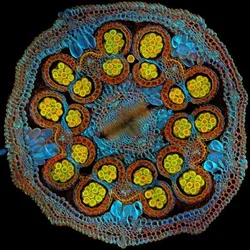 Igor Siwanowicz of the United States was selected as the global winner for his striking cross-section image of a Cosmic Orange Mexican aster flower that vividly depicts pollen grains maturing inside anthers.