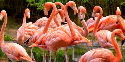  A group of red flamingos standing in a pond—flamingos have been known to be infected and die from H5N1 bird flu infection.