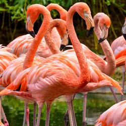  A group of red flamingos standing in a pond—flamingos have been known to be infected and die from H5N1 bird flu infection.