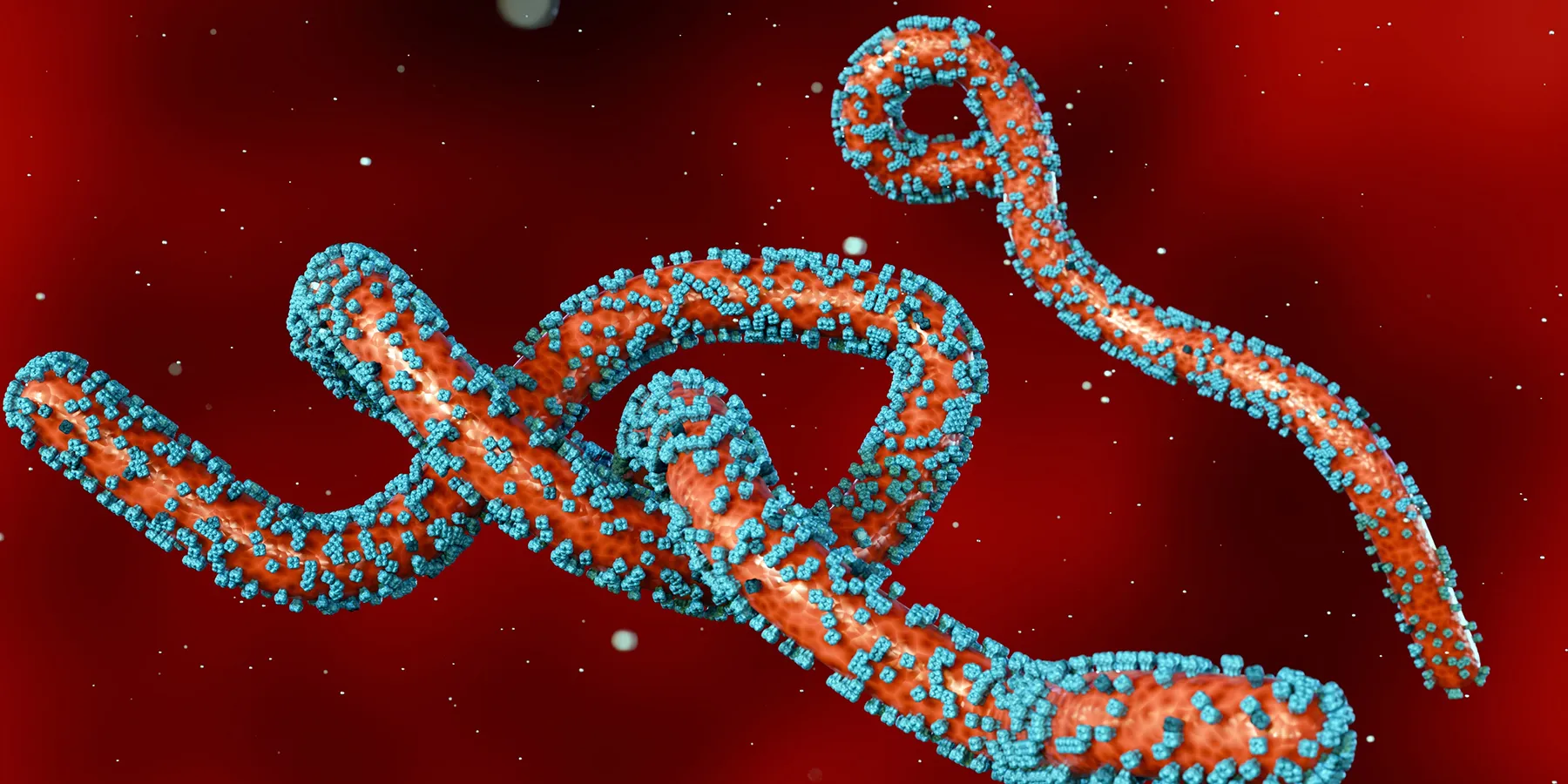 A 3D rendering of colorized scattered Marburg virus particles against a diffuse red background to represent the interior of a human blood vessel. 