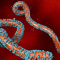 A 3D rendering of colorized scattered Marburg virus particles against a diffuse red background to represent the interior of a human blood vessel.