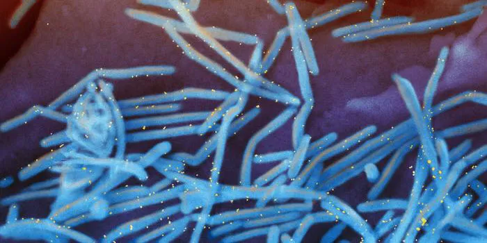 Scanning electron micrograph of human respiratory syncytial virus (RSV) virions (colorized blue) and tagged with antibodies (colorized yellow) against the virus’ fusion protein—the target of RSV vaccines.